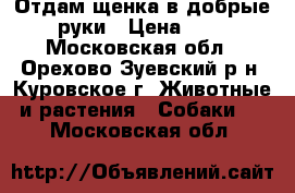 Отдам щенка в добрые руки › Цена ­ 1 - Московская обл., Орехово-Зуевский р-н, Куровское г. Животные и растения » Собаки   . Московская обл.